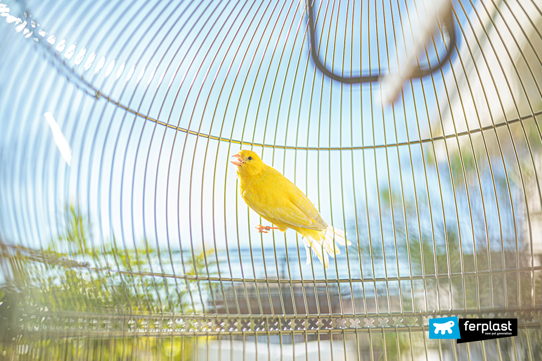 Beat the Heat: Essential Hydration & Cooling Tips for Birds